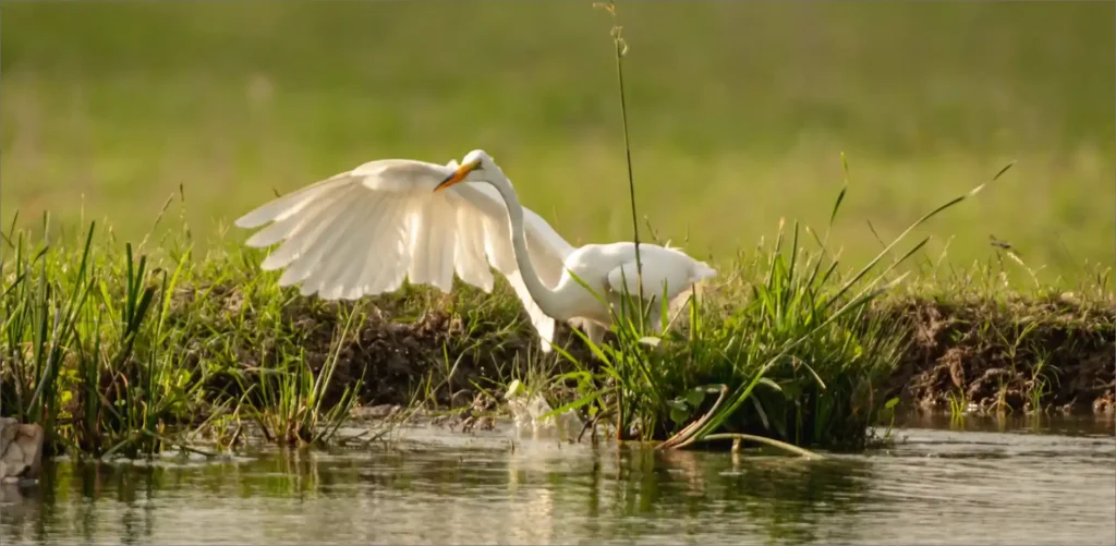 The Wildlife