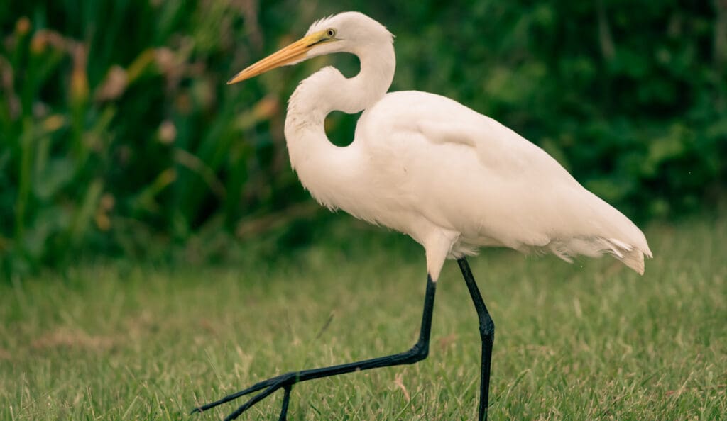 Conservation