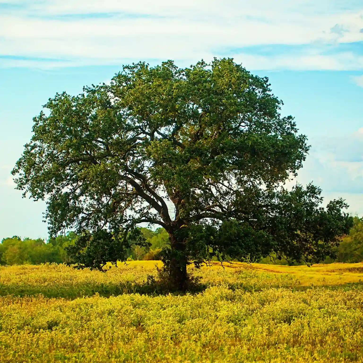 Conservation Volunteer Day